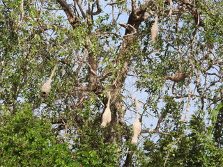 Hornet's nest in the green tree, the jungle of Sri Lanka