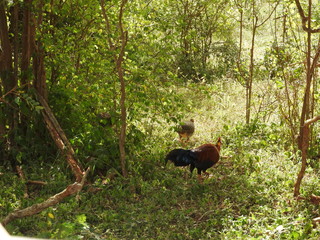A Sri Lankan Junglefowl Gallus lafayettii forages on a jungle path deep in Sinharaja Forest Reserve. This is the national bird of Sri Lanka and closely related to the Red Junglefowl.