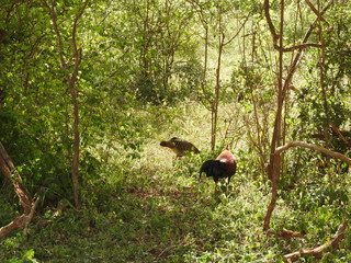 Fototapeta premium A Sri Lankan Junglefowl Gallus lafayettii forages on a jungle path deep in Sinharaja Forest Reserve. This is the national bird of Sri Lanka and closely related to the Red Junglefowl.