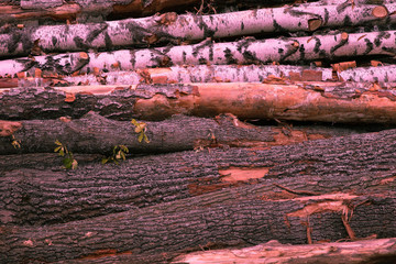 trunks of birch oak horizontal trunks stained pink sunset design basis logging