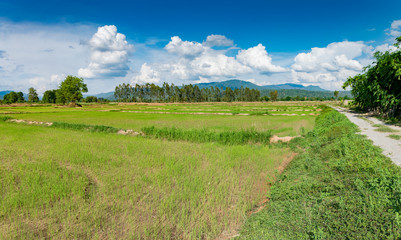 Fototapeta na wymiar Rice fields that are emerging, sky and clouds in the rainy season In Thailand, plants in nature