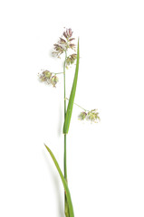 closeup of wild grass with seeds on white background