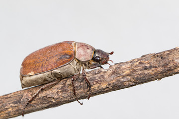 Image of cockchafer (Melolontha melolontha) on a branch on white background. Insect. Animals.