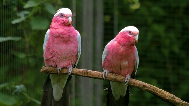 Two rose-breasted cockatoos sitting beside eachother on a branch