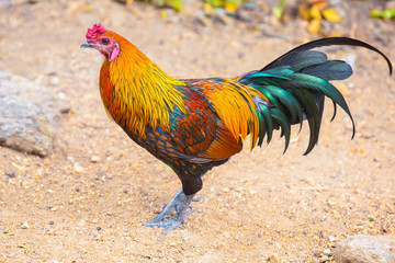 yellow orange rooster emerald green tail standing on the sand. Bright cock colorful Thai