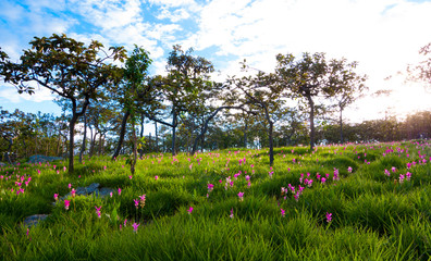 The landscape natural pink Siam Tulips Dok Krajiao, Chaiyaphum province, Thailand