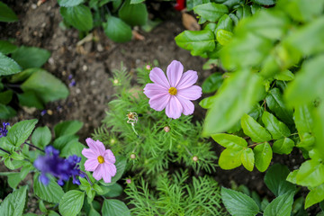 flowers in the garden