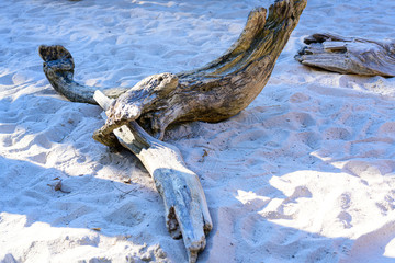 Driftwood taken on a sandy beach during the day