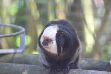 Marmoussier dans son enclos au zoo