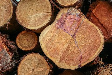 wood end close up cracked resinous annual rings stiff wood background base