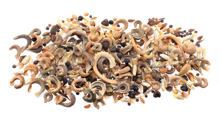 Mixture of wild meadow flowers seeds closed up isolated on white