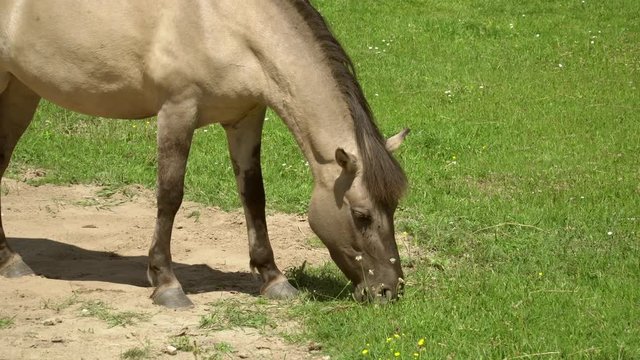 Wild Polish Konik horse grazing in meadow. Tarpan or Konik feeding on meadow. Polish horse chewing grass.