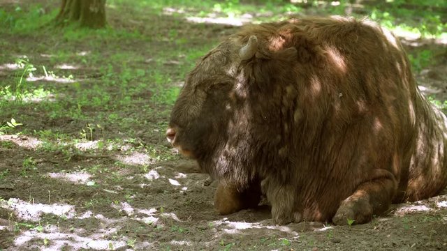 Closup of a Polish animal lies in peace and eats food. Food chain. A mammal aurochs also known as urus mixed with cow chewing food.