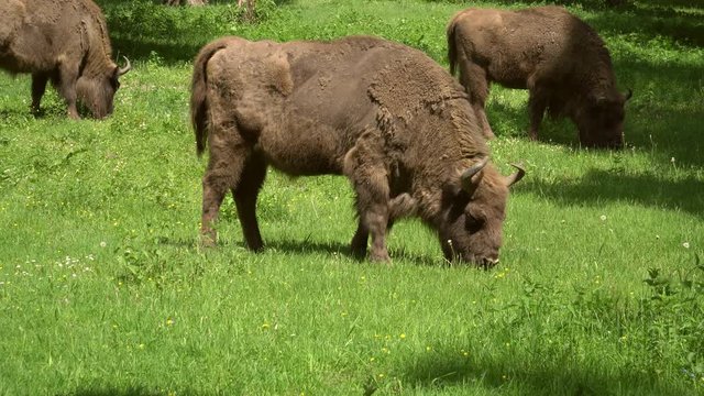 The European bison. Three Aurochs eating grass on the meadow in nature. Large male Aurochs complete body view in Poland. Big Aurochs standing in the forest.