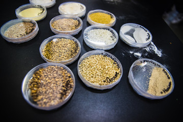 Valencia, Spain - May 25, 2019: Seed samples of different types of cereals in a laboratory, with and without gluten.