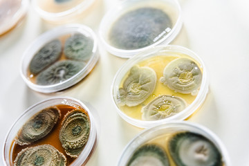 Valencia, Spain - May 25, 2019: Samples in petri dishes of different types of fungi and bacteria to...