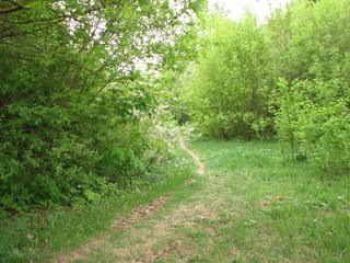 path in the forest