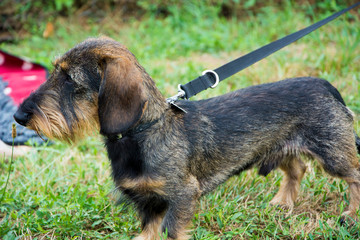 Piesek na smyczy © Heroc