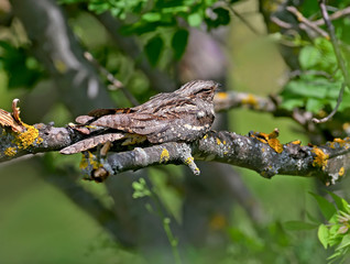 Common nightjar napping on a dry branch in the midday heat. Close-up photo of an unusual bird with an exotic appearance