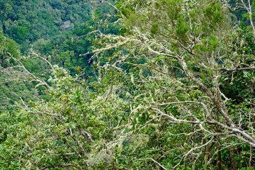 Landschaft des Lorbeerwalds auf Madeira (Levada do Furado)