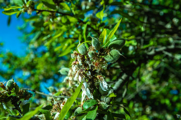 Detail of fruits growing from the almond tree with flowers in spring.
