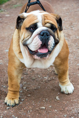 Buldog angielski