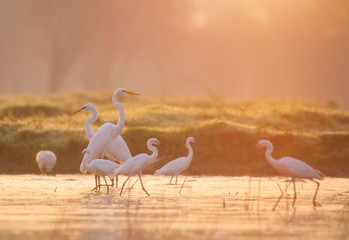 Naklejka premium Great Egrets fishing at sunrise
