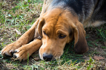 Leżący Ładny brązowy pies © Heroc
