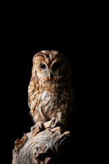Stunning portrait of Tawny Owl Strix Aluco isolated on black in studio setting with dramatic lighting