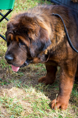 Wielki brązowy włochaty pies
