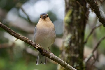 Fink auf einem Ast im Lorbeerwald von Madeira
