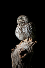 Stunning portrait of Little Owl Athena Noctua in studio setting with black background and dramatic lighting
