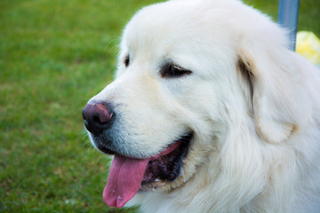 Biały labrador © Heroc