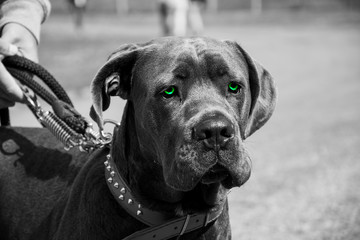 Szary pies z zielonymi oczami © Heroc