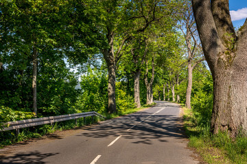 Fototapeta premium country road in the summer
