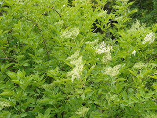 Holunder-Blütenstand. Schwarze Holunder oder Fliederbeeren (Sambucus nigra)