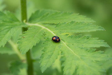 Asian Lady Beetle on Rayed Tansy Leaf in Springtime