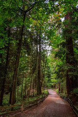 Trail at Lighthouse Park, West Vancouver, Canada