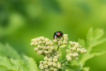 Asian Lady Beetle on Rayed Tansy Flower Buds in Springtime