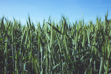  wheat, summer field, beautiful view, picture