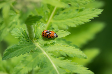 Asian Lady Beetles on Rayed Tansy Leaf in Springtime