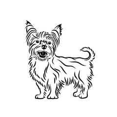 Yorkshire terrier dog - isolated vector illustration - Vector