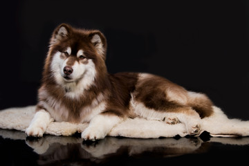 Obraz premium alaskan malamute closeup portray