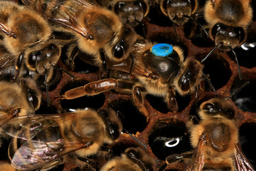 Queen Bee, Queen, Oviposition, Thuringia, Germany, Europe