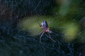 spider on web