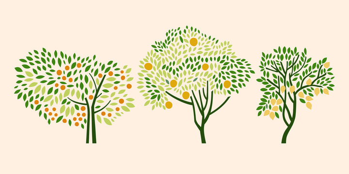 Citrus trees. Orange, tangerine and lemon. Vector illustration.