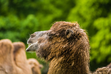 15.05.2019. Berlin, Germany. Zoo Tiagarden. The family of camels walks on a meadow and eat a grass.