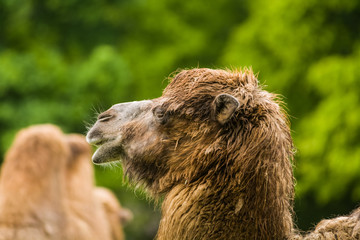 15.05.2019. Berlin, Germany. Zoo Tiagarden. The family of camels walks on a meadow and eat a grass.