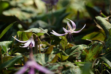 Pink flowers of asian fawnlily.