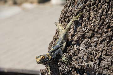 lizard on rock